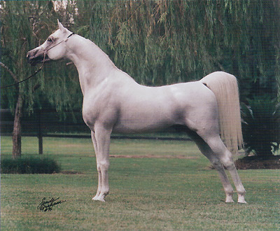 Ali Zaar ( Ruminaja Ali x Glorieta Zaafira )